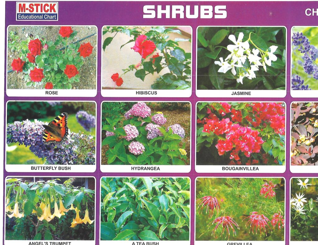 Sticker Shrubs Online Stationery Trivandrum